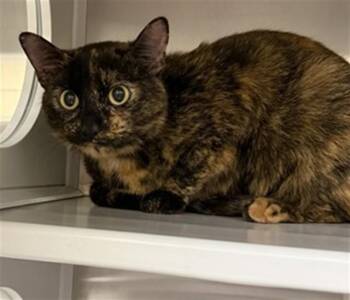 Domestic Short Hair Cats Available for Adoption in St. Louis, Missouri - CALI | PetCurious