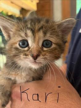 Karye -  Domestic Medium Hair and Torbie Cat for Adoption in Walled Lake, Michigan - Karye | PetCurious