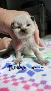 Weather Kittens:  Nimbus -  Domestic Medium Hair Cat for Adoption in Council Bluffs, Iowa - Weather Kittens:  Nimbus | PetCurious