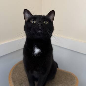 Rescue Domestic Short Hair Cats for Adoption in Lincoln, Illinois - Scarlett | PetCurious