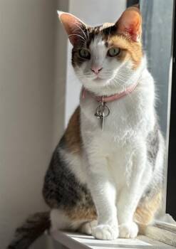 Domestic Short Hair Cats Available for Adoption in Camarillo, California - MISS BABY | PetCurious