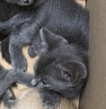 If4 Matza -  Domestic Short Hair Cat for Adoption in Lawrenceville, Georgia - If4 Matza | PetCurious