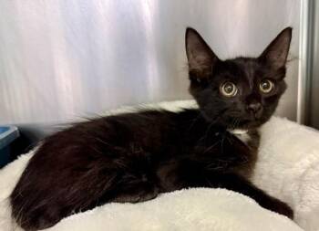 CHARCOAL -  Domestic Medium Hair Cat for Adoption in Sarasota, Florida - CHARCOAL | PetCurious
