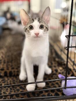 Twix -  Domestic Short Hair Cat for Adoption in Pawleys Island, South Carolina - Twix | PetCurious