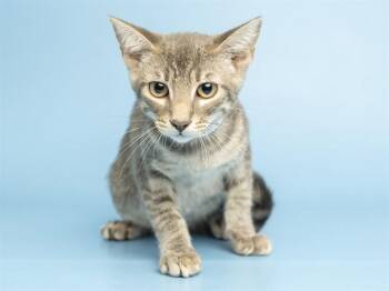 RONNIE -  Domestic Short Hair Cat for Adoption in Phoenix, Arizona - RONNIE | PetCurious
