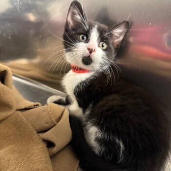 Lambsquarters -  Domestic Short Hair Cat for Adoption in Spokane, Washington - Lambsquarters | PetCurious