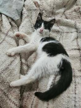 Gabbi -  Domestic Short Hair Cat for Adoption - Gabbi | PetCurious