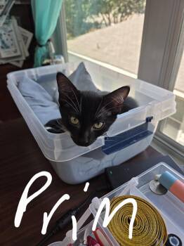 Rescue Domestic Short Hair Cats for Adoption in Schertz, Texas - Prim | PetCurious