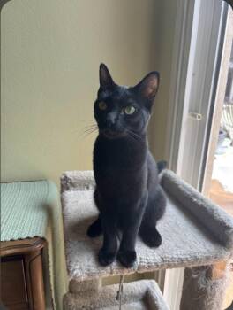 Itsy Bitsy -  Domestic Short Hair Cat for Adoption in San Jacinto, California - Itsy Bitsy | PetCurious