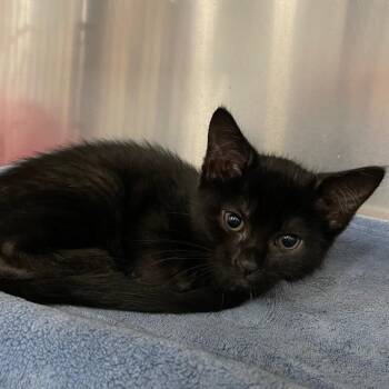 Joffrey -  Domestic Short Hair Cat for Adoption in Roanoke, Virginia - Joffrey | PetCurious
