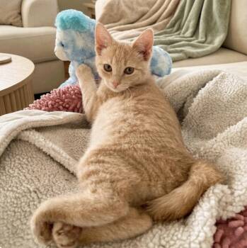 Domestic Short Hair Cats Available for Adoption - Theodore  | PetCurious