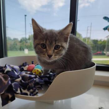 Denali -  Domestic Short Hair Cat for Adoption in Fort Wayne, Indiana - Denali | PetCurious