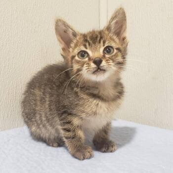 Zander -  Domestic Short Hair Cat for Adoption in Tampa, Florida - Zander | PetCurious