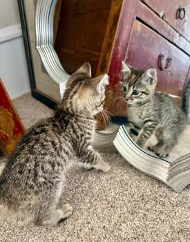 Daisy -  Domestic Short Hair Cat for Adoption in Gilroy, California - Daisy | PetCurious