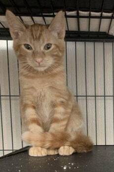 Han -  Domestic Short Hair Cat for Adoption in Sanford, Florida - Han | PetCurious