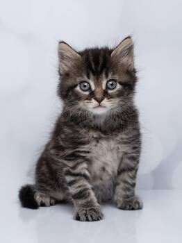 Winston Arthur -  Tabby Cat for Adoption in Kenhorst, Pennsylvania - Winston Arthur | PetCurious