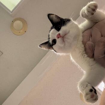 Domestic Short Hair Cats Available for Adoption - Shock | PetCurious