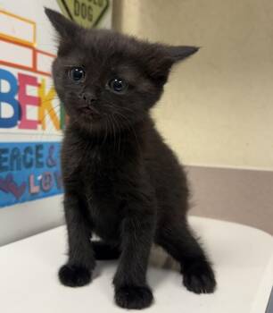 Kurrat -  Domestic Short Hair Cat for Adoption in Salisbury, Maryland - Kurrat | PetCurious