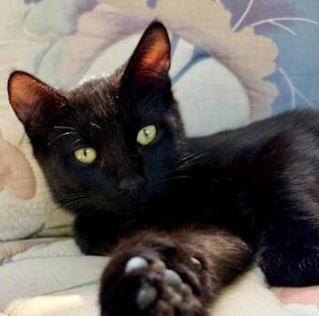 Pineapple -  Domestic Short Hair Cat for Adoption in Andover, Minnesota - Pineapple | PetCurious