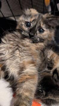Marzipan (READ!) -  Domestic Medium Hair Cat for Adoption in Pikesville, Maryland - Marzipan (READ!) | PetCurious