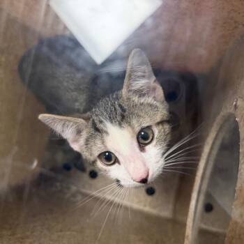 Perceus -  Domestic Short Hair Cat for Adoption in Philadelphia, Pennsylvania - Perceus | PetCurious
