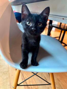 Hershey -  Domestic Short Hair Cat for Adoption in Columbia, South Carolina - Hershey | PetCurious