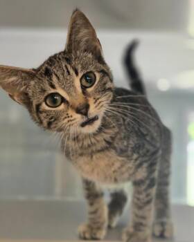 Viola -  Domestic Short Hair Cat for Adoption in Viroqua, Wisconsin - Viola | PetCurious