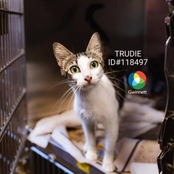 Pen 10 Trudie -  Domestic Short Hair Cat for Adoption in Lawrenceville, Georgia - Pen 10 Trudie | PetCurious