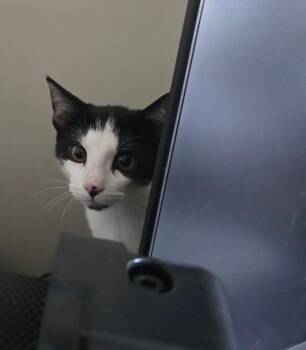 Barbara/Dorothy -  Domestic Short Hair Cat for Adoption in Papillion, Nebraska - Barbara/Dorothy | PetCurious