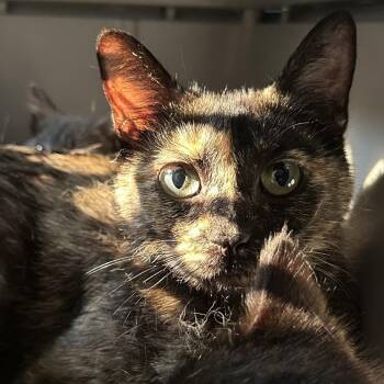 Chwk Stray -  Domestic Short Hair Cat for Adoption in Chilliwack, British Columbia - Chwk Stray | PetCurious