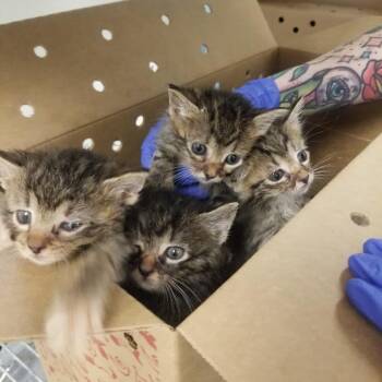 Pizza Hut -  Domestic Short Hair Cat for Adoption in Philadelphia, Pennsylvania - Pizza Hut | PetCurious
