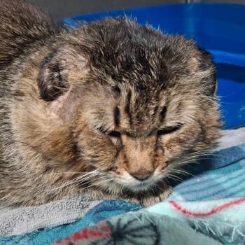 Domestic Medium Hair Cats Available for Adoption in Lakeland, Florida - Rumble | PetCurious