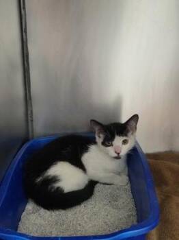 Mr. Clean -  Domestic Short Hair Cat for Adoption in Fishers, Indiana - Mr. Clean | PetCurious
