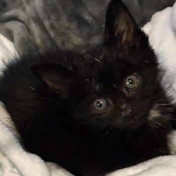 Shy Guy Falls -  Domestic Short Hair Cat for Adoption in Delaware, Ohio - Shy Guy Falls | PetCurious