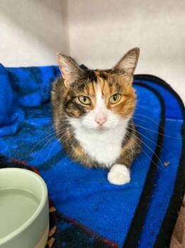 Ricki -  Domestic Short Hair Cat for Adoption in Waupaca, Wisconsin - Ricki | PetCurious