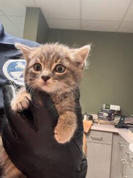 NEMO -  Domestic Short Hair Cat for Adoption in Jacksonville, Florida - NEMO | PetCurious