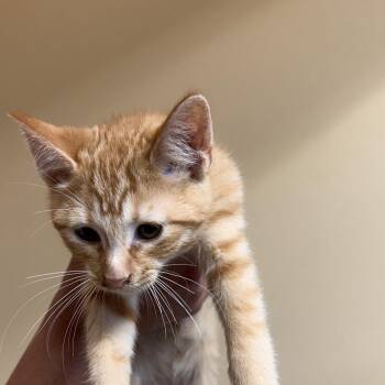 Rudy -  Domestic Short Hair Cat for Adoption in Corinth, Mississippi - Rudy | PetCurious
