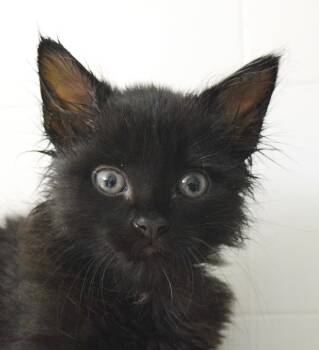 Genghis -  Domestic Long Hair Cat for Adoption in Bulverde, Texas - Genghis | PetCurious