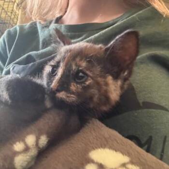 Brickley -  Domestic Short Hair Cat for Adoption in Layton, Utah - Brickley | PetCurious