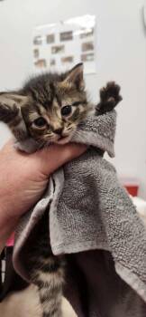 Domestic Short Hair Cats Available for Adoption in Republic, Missouri - Aaron | PetCurious