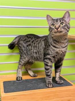 KIRBY -  Domestic Short Hair Cat for Adoption in St. Peters, Missouri - KIRBY | PetCurious
