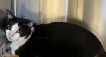 Domestic Short Hair Cats Available for Adoption - Margo | PetCurious