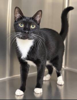 Louie -  Domestic Short Hair Cat for Adoption in Pawleys Island, South Carolina - Louie | PetCurious