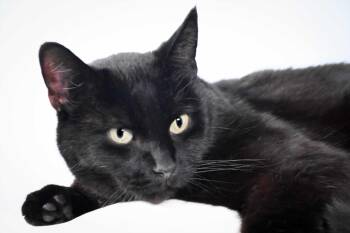 PAVORITTI -  Domestic Short Hair Cat for Adoption in Loveland, Colorado - PAVORITTI | PetCurious