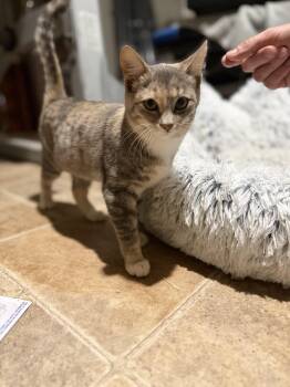 Addie -  American Shorthair Cat for Adoption in Fruit Heights, Utah - Addie | PetCurious