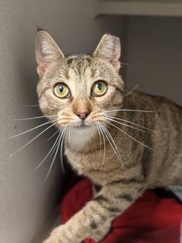 Rescue Domestic Short Hair Cats for Adoption in Divide, Colorado - Cassie | PetCurious