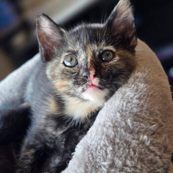 Domestic Short Hair Cats Available for Adoption in Talent, Oregon - Daffodil | PetCurious