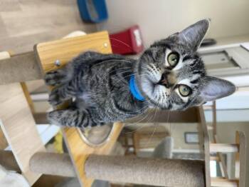 Lancelot -  Domestic Short Hair Cat for Adoption in Medina, Ohio - Lancelot | PetCurious