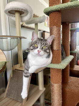 Rescue Domestic Short Hair Cats for Adoption in Long Beach, California - Heather | PetCurious