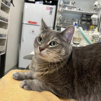 Domestic Short Hair Cats Available for Adoption in Oak Brook, Illinois - Dali | PetCurious